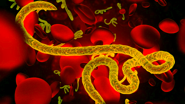 Болезнь, вызванная вирусом Эбола (геморрагическая лихорадка Эбола)