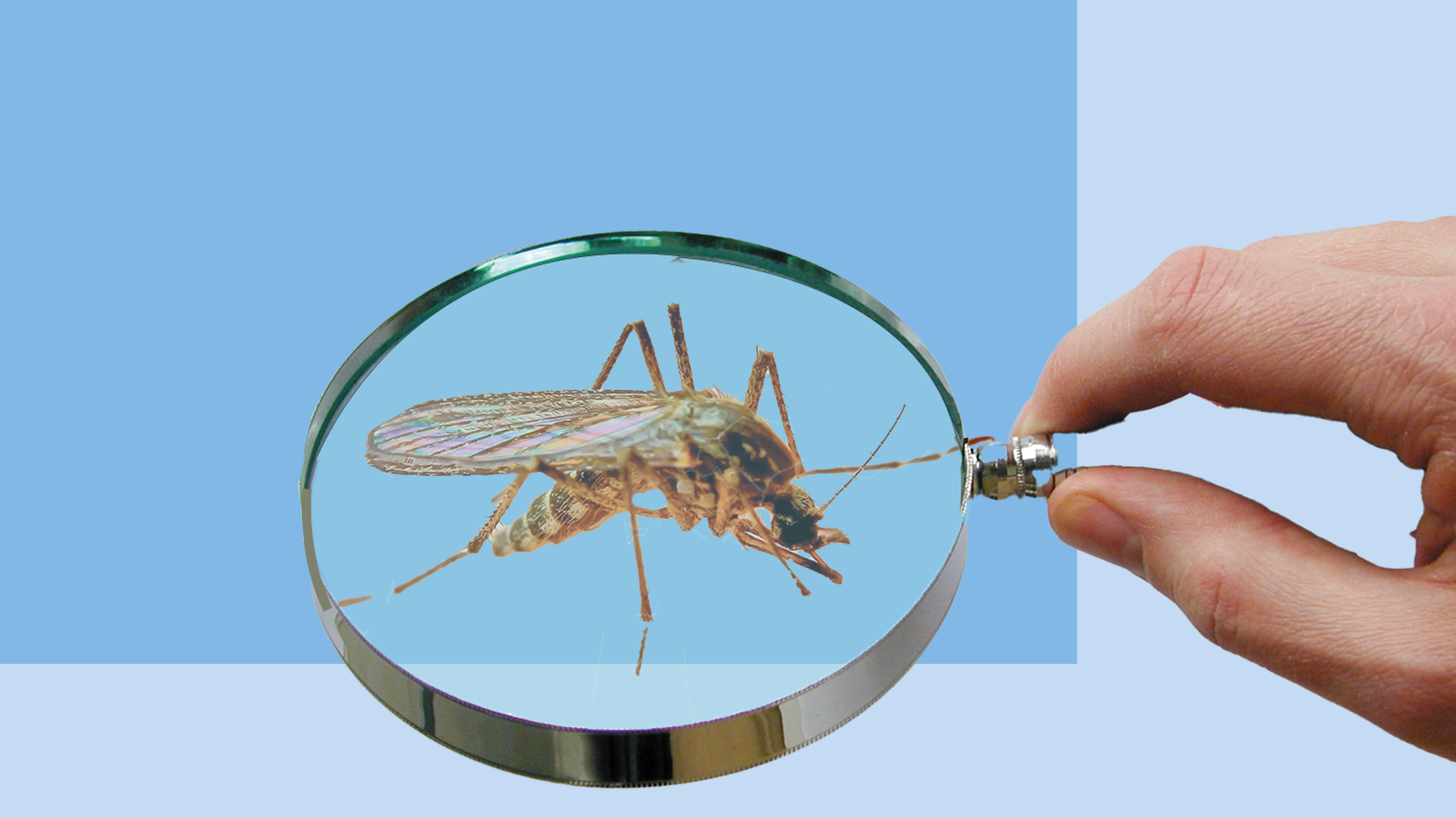 Комары передают коронавирус SARS-CoV-2?