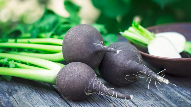 Полезные свойства редьки