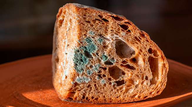 Плесень: есть или не есть?