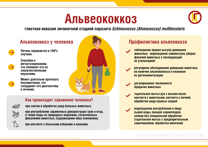 Альвеококкоз