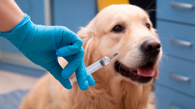 Прививки питомцам от бешенства