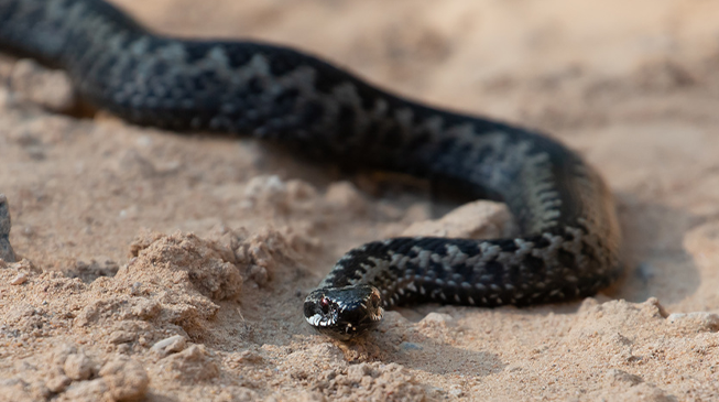 Опасна ли гадюка?