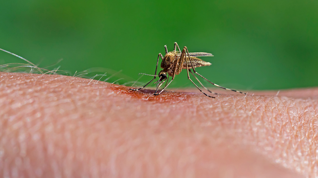 Дирофиляриоз