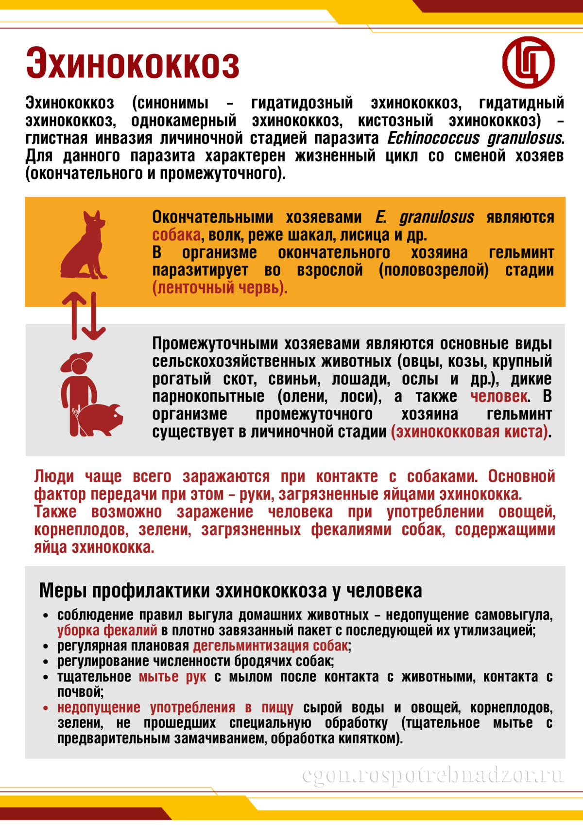 Эхинококк