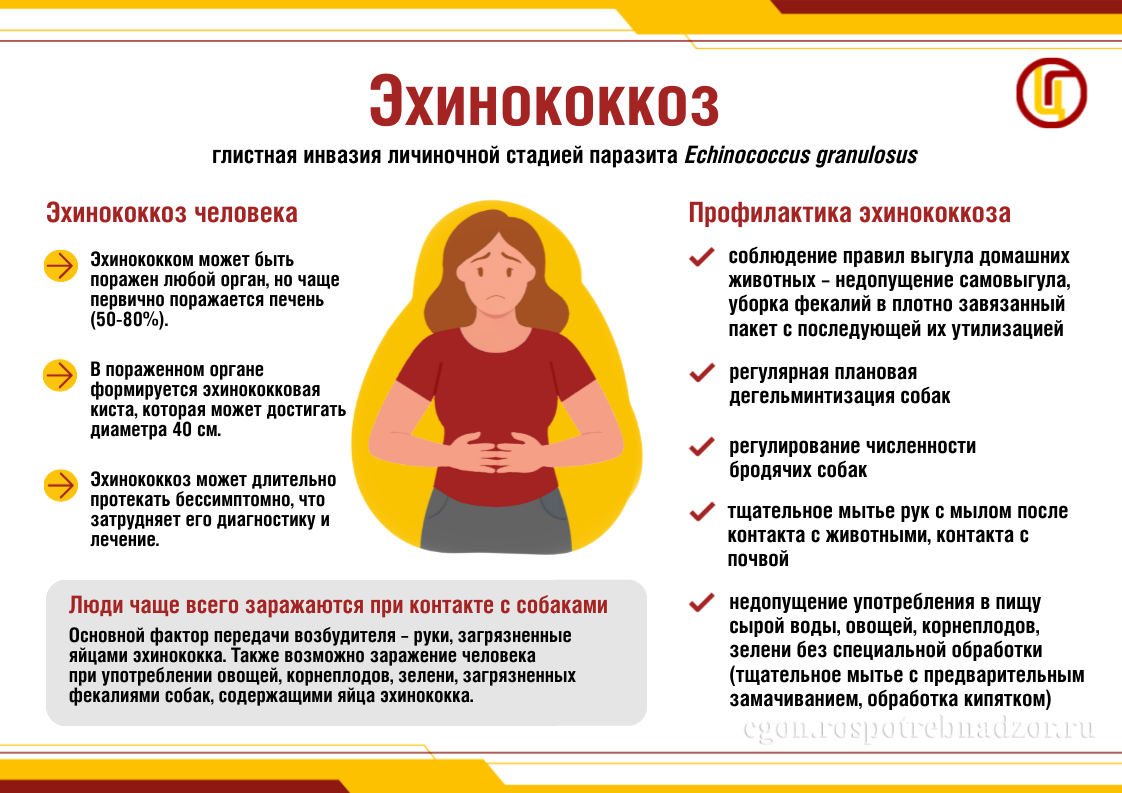 Эхинококкоз паразитарное заболевание, вызываемое ленточными червями рода Echinococcus