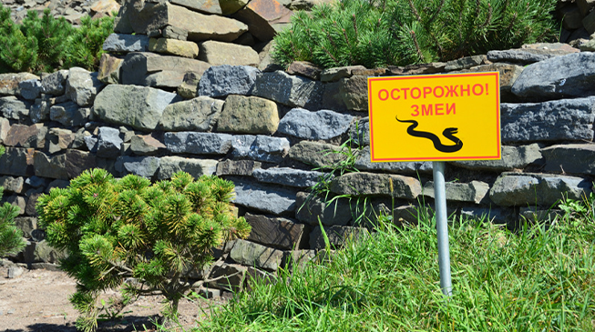 Осторожно, змеи!