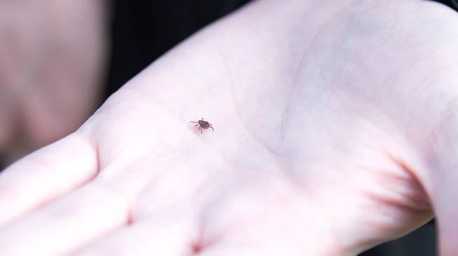 Клещи. Что делать, если обнаружили на себе клеща