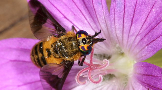 Нападения оводов