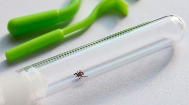 5 вопросов о клещевом энцефалите