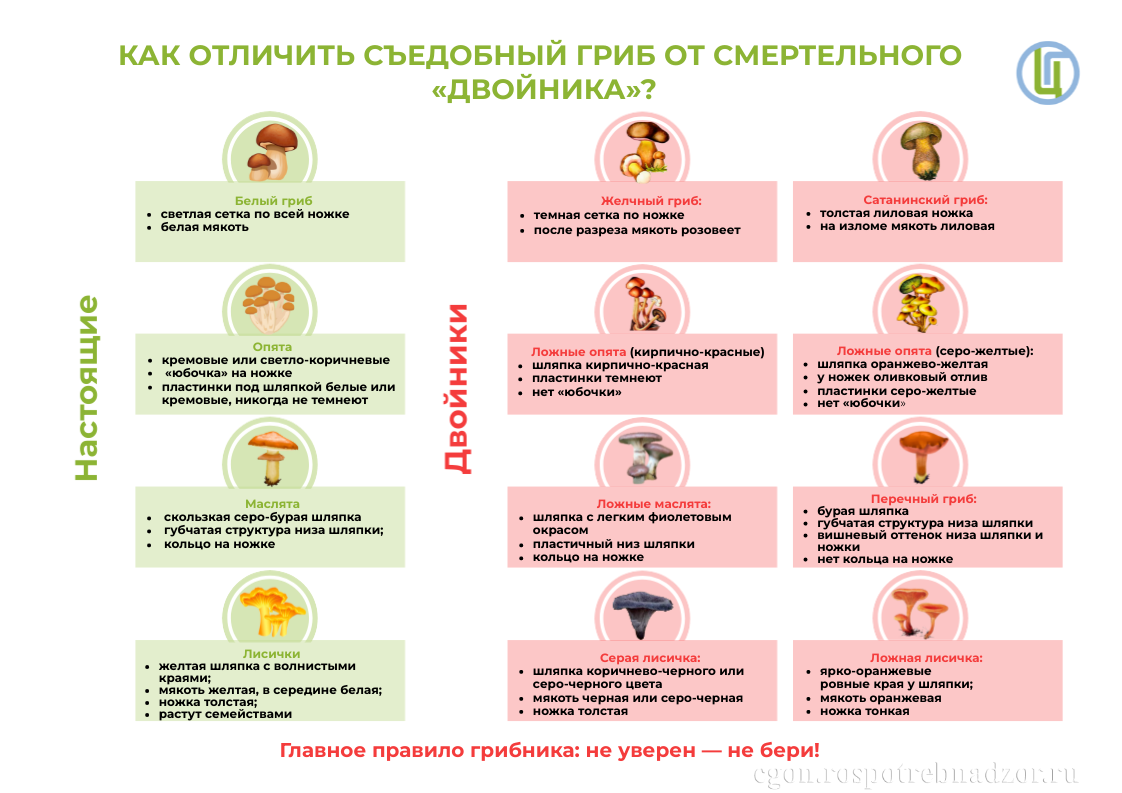 Как отличить съедобный гриб от смертельного «двойника»?