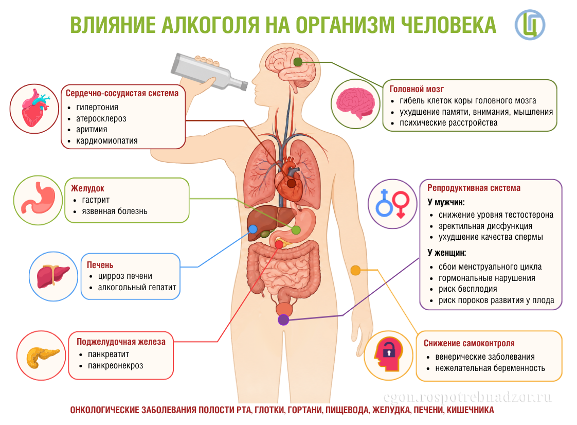 Влияние алкоголя на организм человека