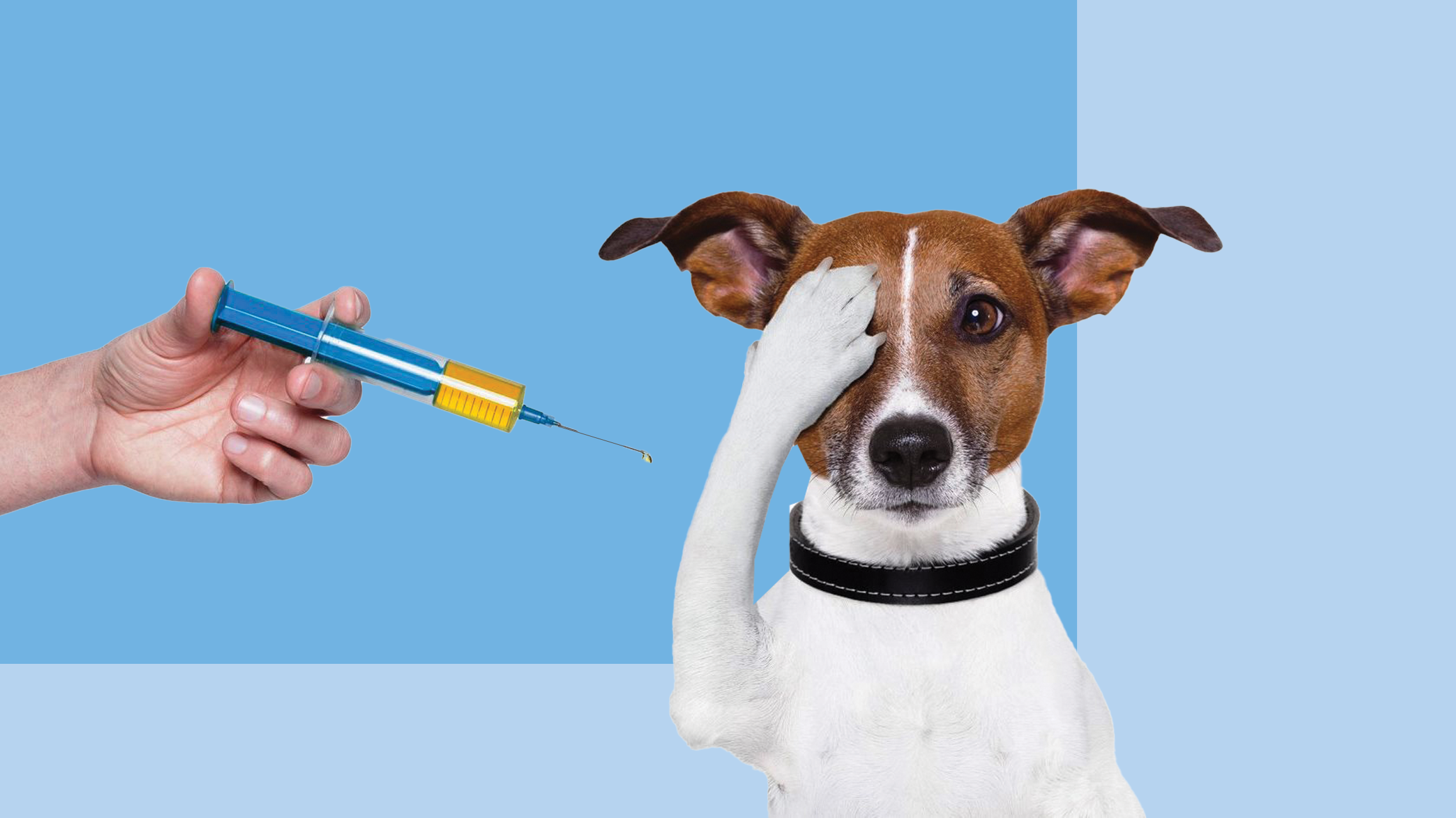 вакцинация против бешенства животных
