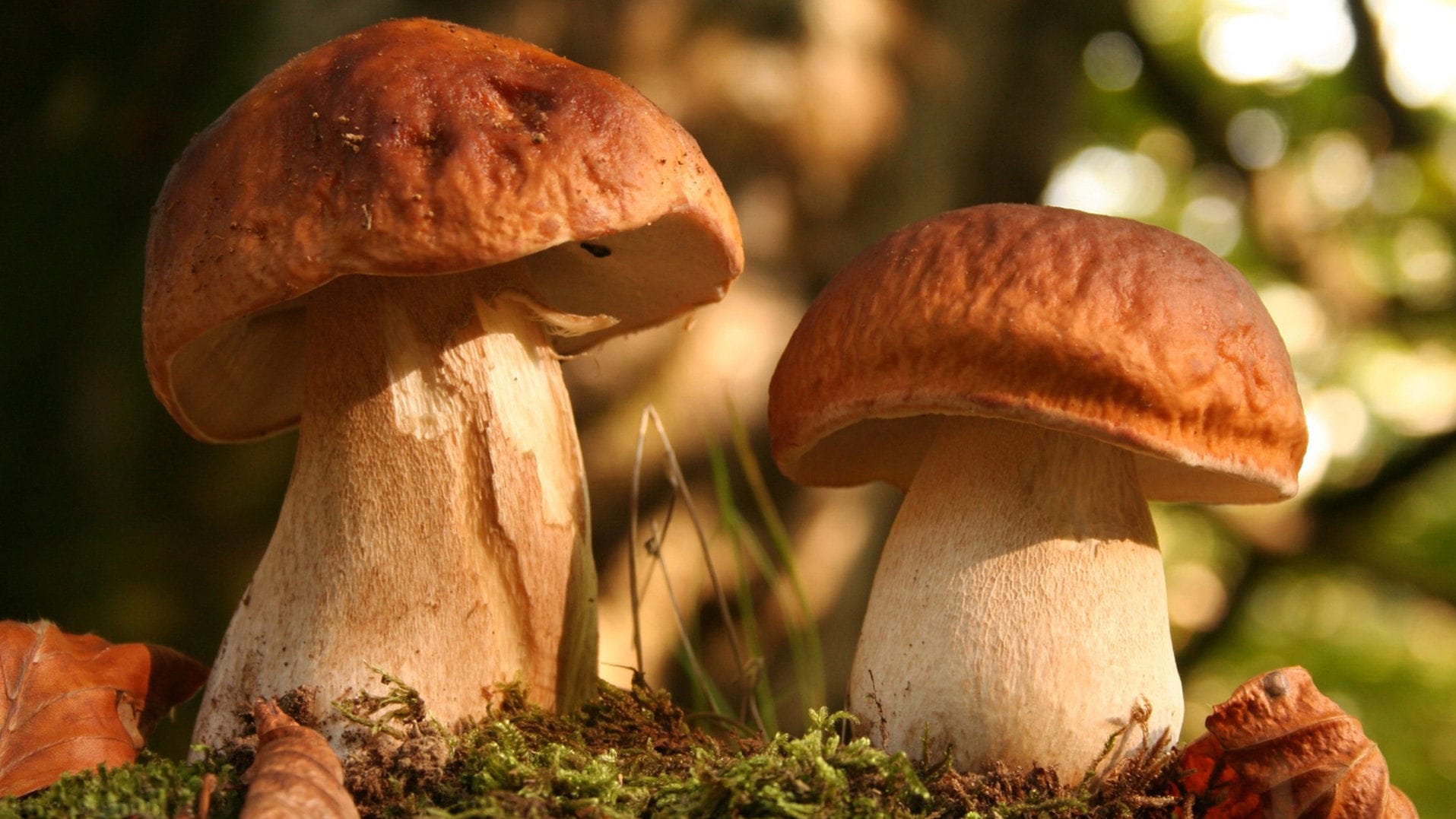 7 правил сбора и приготовления  грибов