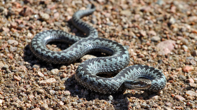 Ядовитые змеи России