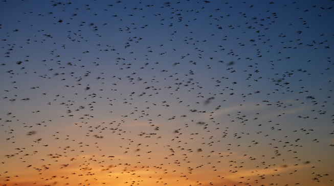 Комары и как с ними бороться