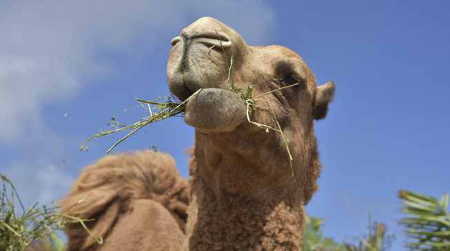 Ближневосточный респираторный синдром