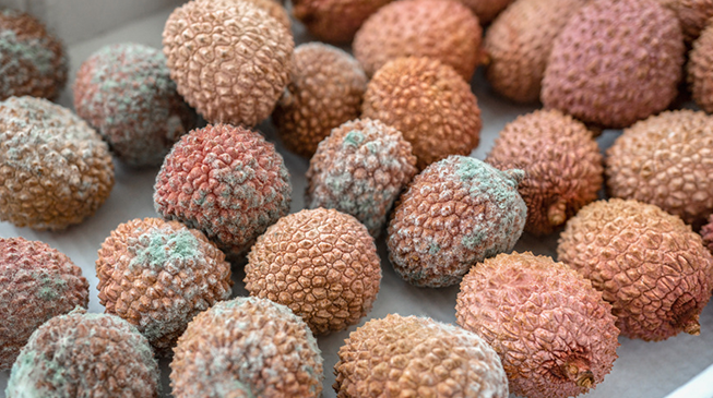 Пищевые микотоксикозы