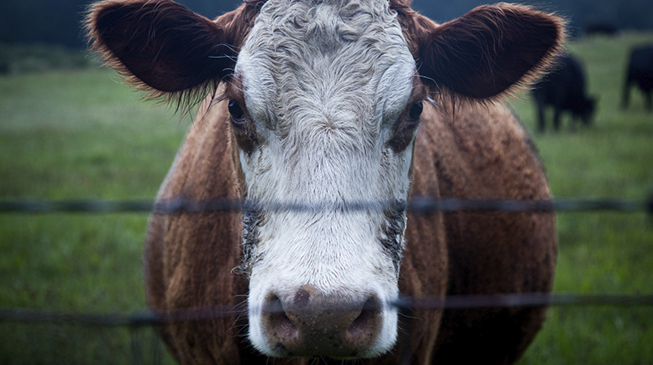 Ящур: в России под контролем
