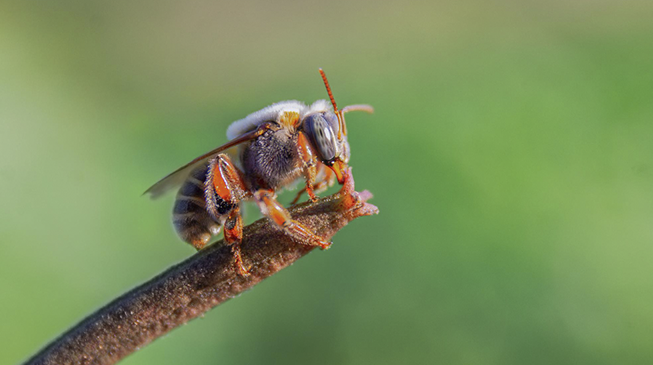 Жалящие насекомые – пчелы и осы
