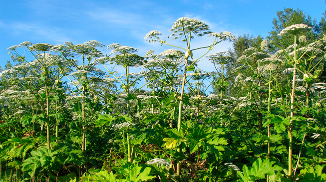Опасные растения России