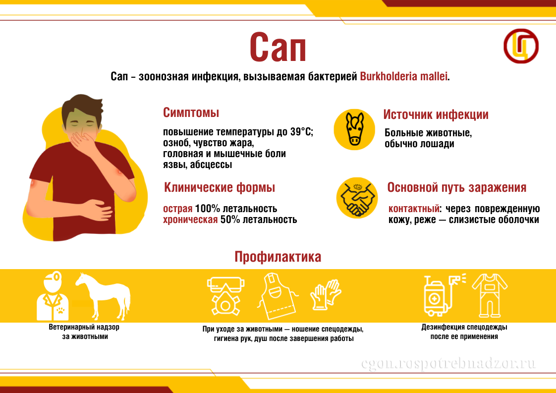 Сап