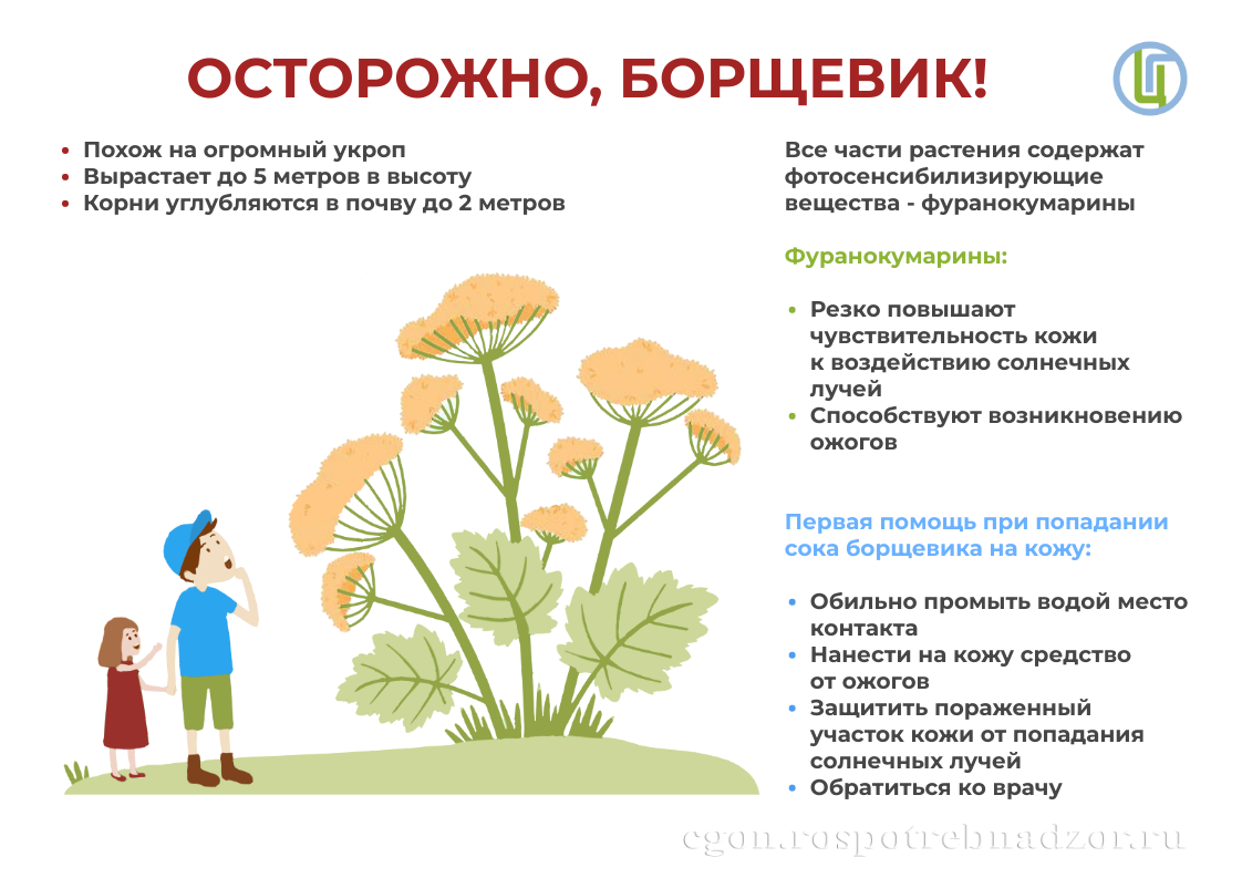 Осторожно борщевик!