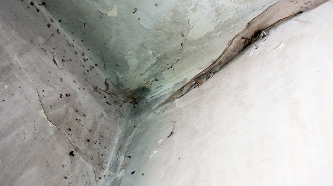 Чем «болеют» дома