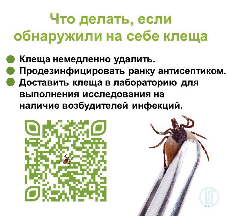 Что делать, если обнаружили на себе клеща Что делать, если обнаружили на себе клеща