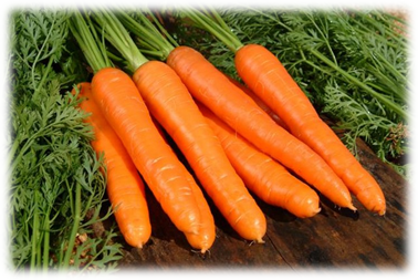 Рисунки морковки для детей